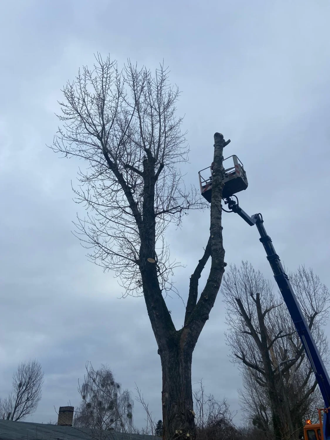 Baumfällung von Baum-Land-Forst 