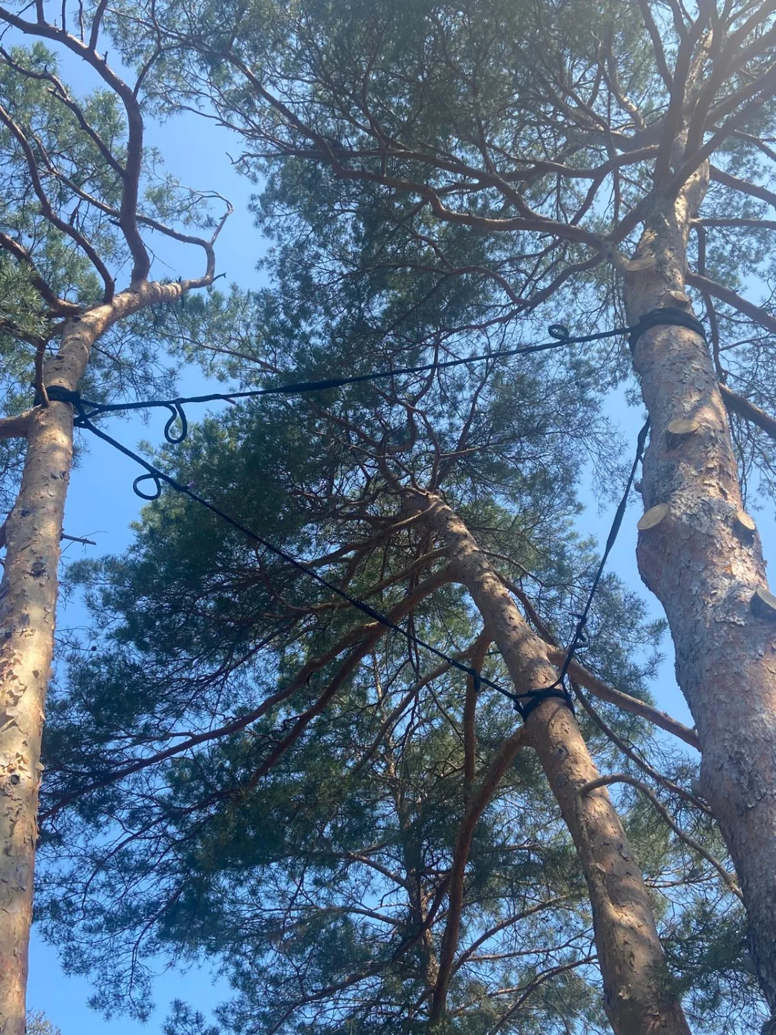 Baumpflege/ Kronensicherung von Baum-Land-Forst 