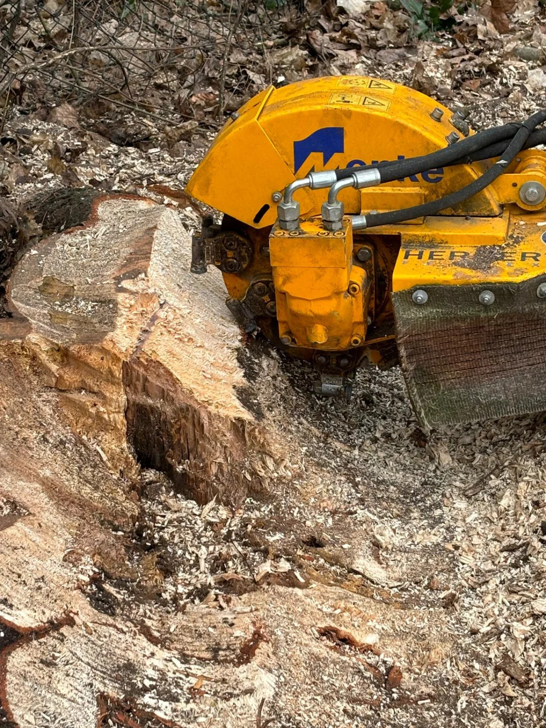 Stubbenfräsen von Baum-Land-Forst 