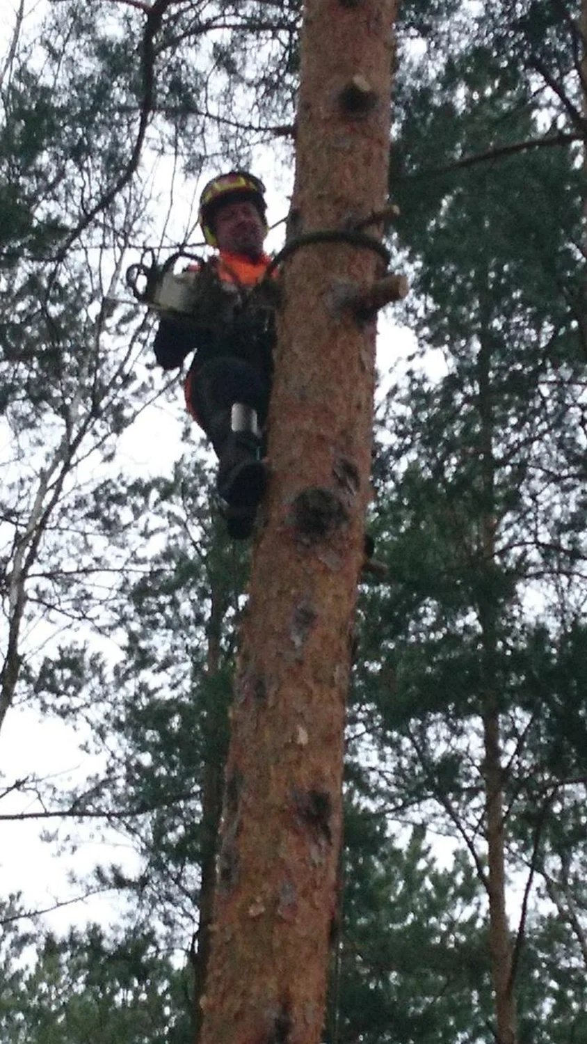 Baumfällung von Baum-Land-Forst 