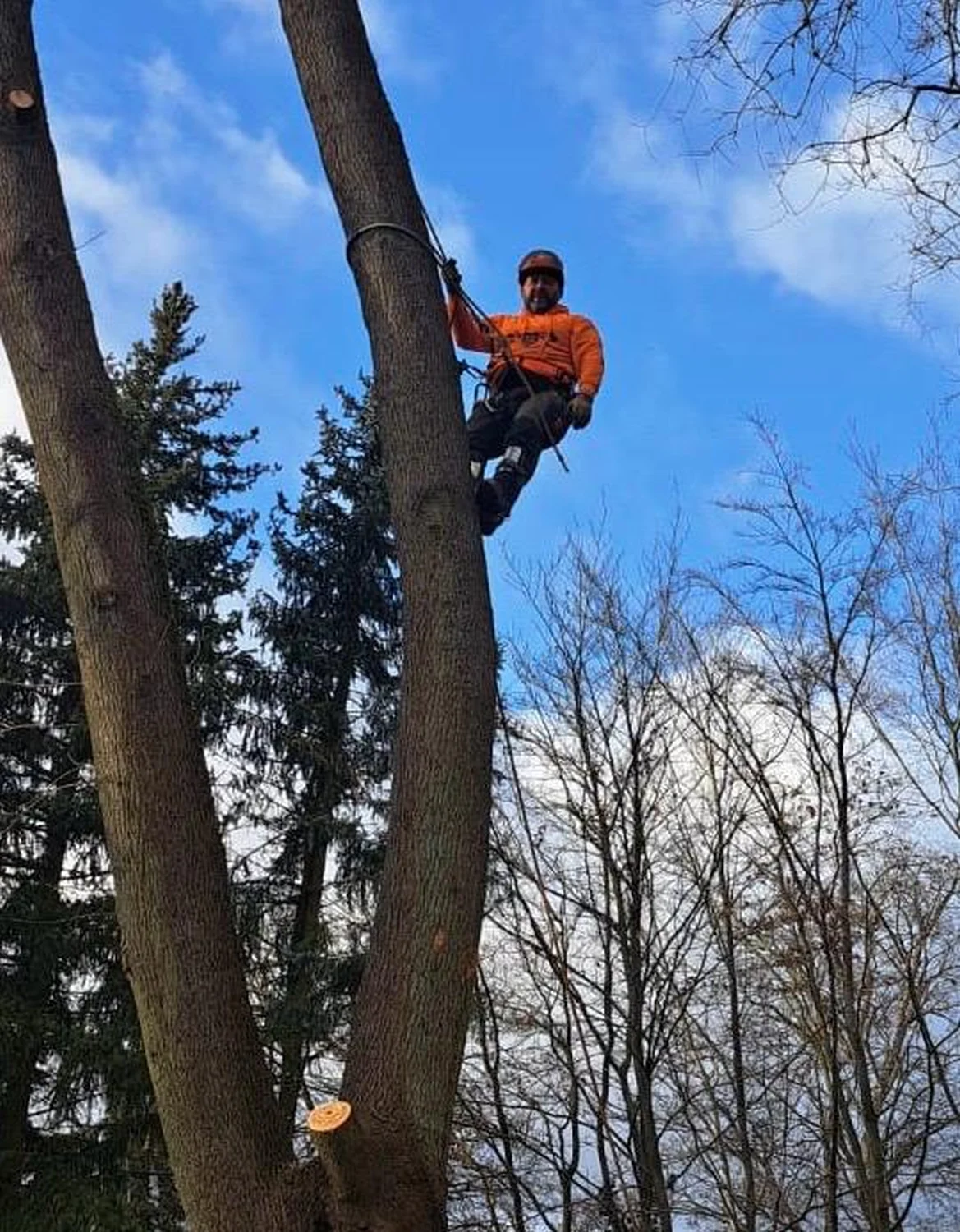 Baumfällung von Baum-Land-Forst 