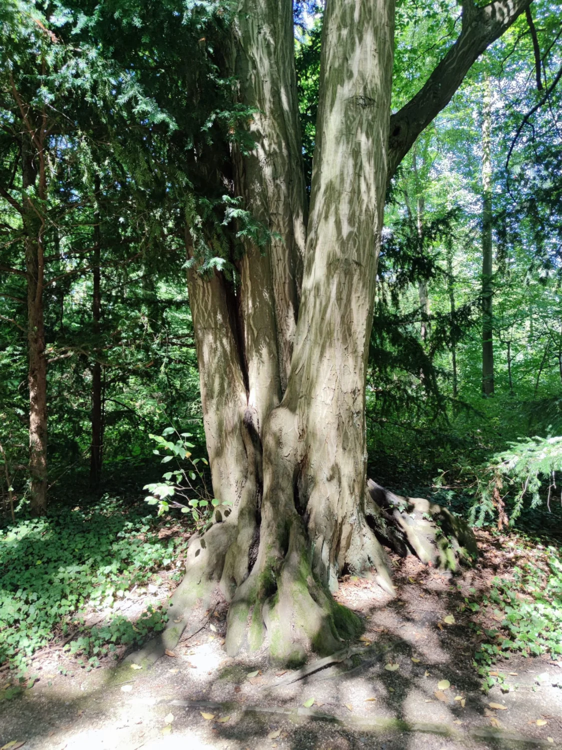 Baumkontrolle von Baum-Land-Forst